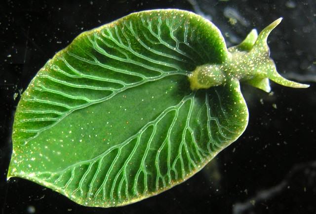 A lesma marinha que se comporta como uma planta e se alimenta de luz