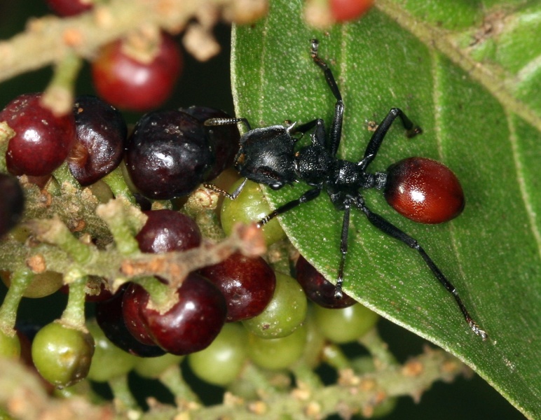 O nematódeo parasito que faz formigas parecerem pequenos frutos